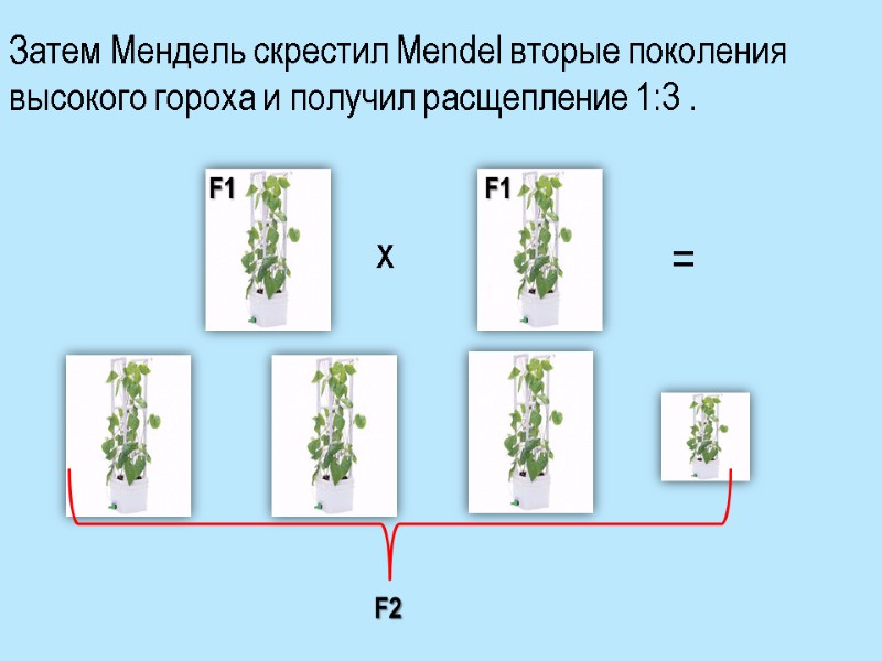 Затем Мендель скрестил Mendel вторые поколения высокого гороха и получил расщепление 1:3 . x